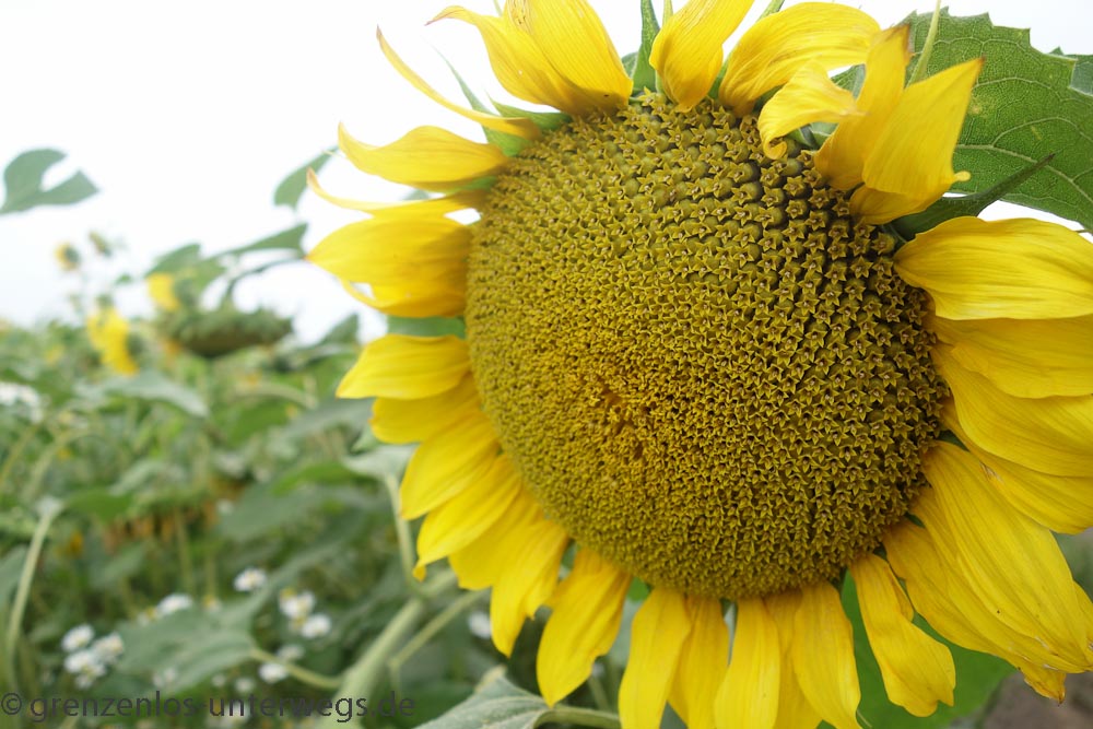 20180811 DSC09623