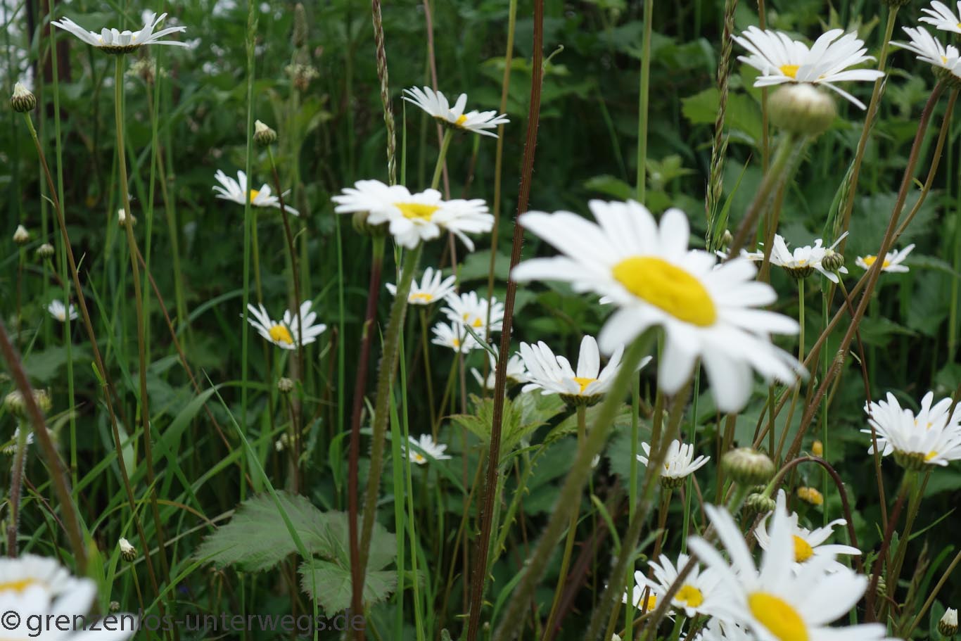 20190526 DSC01486